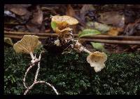 Image of Clitocybe albida