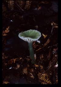 Hygrophorus viridis image