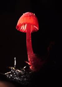 Mycena ura image