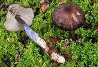 Entoloma haastii image