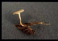 Clitocybe albida image