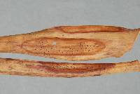 Image of Endoscypha perforans