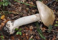 Amanita australis image