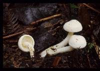 Hygrophorus involutus image