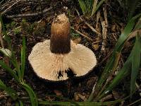 Lactarius sepiaceus image