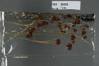 Ustanciosporium virginianum image