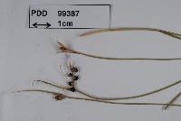 Image of Anthracoidea multicaulis