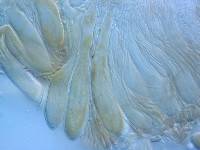 Asperopilum juncicola image