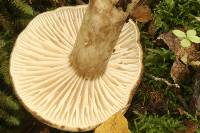 Lactarius sepiaceus image