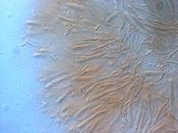 Ameghiniella australis image
