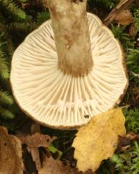 Lactarius sepiaceus image