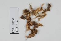 Image of Microbotryum afromontanum