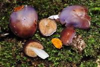 Cortinarius violaceovolvatus image