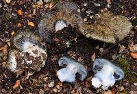 Cortinarius austrocyanites image