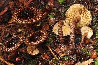 Inocybe strobilomyces image