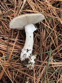 Amanita marmorata image