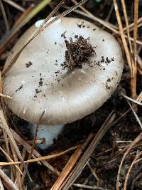 Amanita marmorata image