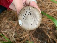 Amanita marmorata image