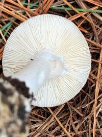 Amanita marmorata image