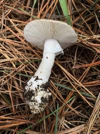 Amanita marmorata image