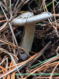 Amanita marmorata image