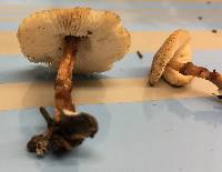 Lepiota cristata image