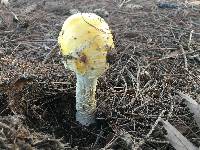 Amanita muscaria f. guessowii image