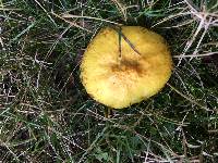 Suillus americanus image