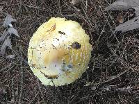 Amanita muscaria f. guessowii image