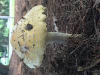 Amanita muscaria f. guessowii image