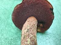 Boletus frostii image