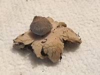 Geastrum quadrifidum image