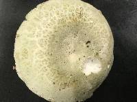 Russula virescens image