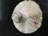 Russula virescens image