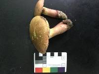 Boletus pseudosensibilis image