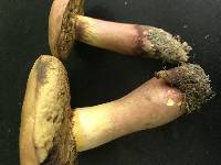 Boletus pseudosensibilis image