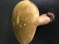 Boletus pseudosensibilis image