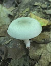 Clitocybe odora image