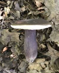 Tylopilus plumbeoviolaceus image