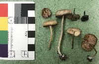 Entoloma serrulatum image