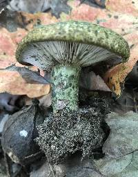 Lactarius atroviridis image