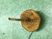 Gymnopilus liquiritiae image