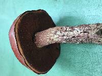 Boletus frostii image