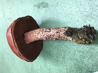 Boletus frostii image