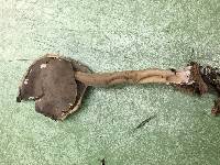 Helvella atra image