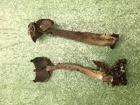 Helvella atra image