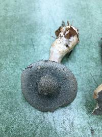 Clitocybe odora image