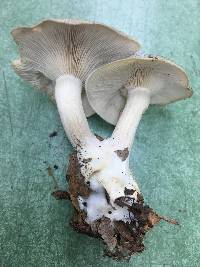 Clitocybe odora image