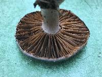 Cortinarius torvus image