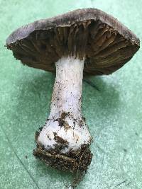 Cortinarius torvus image